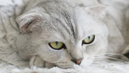 开云体育：让热爱体育的人更懂得享受每一场比赛